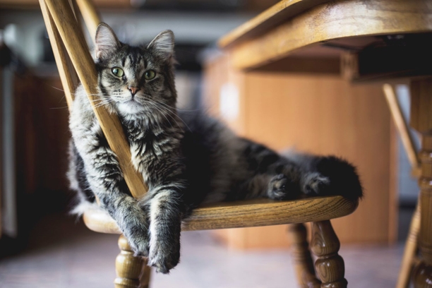 cat sitting in chair